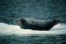800px-Harbour_seal