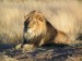 800px-Lion_waiting_in_Namibia